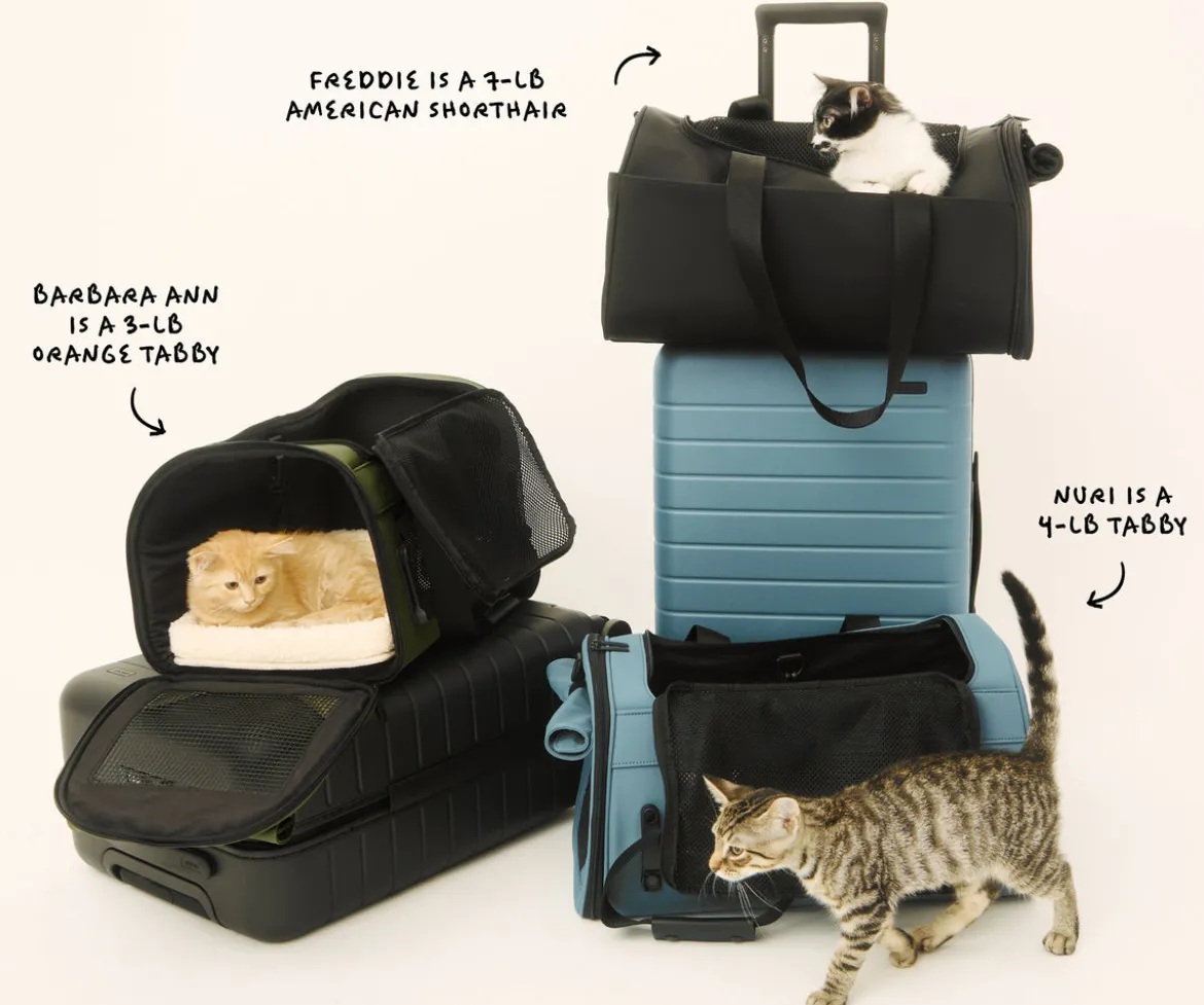 The Pet Carrier in Coast Blue